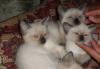Продам сиамских котят за символическую цену превью 1416655.