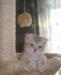 Клубные котята от титулованных родителей превью 1421378.