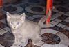 Котята русская голубая гарантия породы и здоровья превью 1422011.