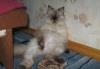 Кошка превью 1427430.