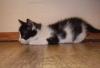 Котенок-мальчик 2 мес. ждет хозяина превью 1435930.