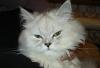 Ищу кота для вязки превью 1436715.