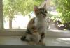 Котята курильского бобтейла превью 1439195.