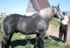 Жеребец Першеронской породы превью 1441591.
