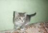 Котят  нужно пристроить превью 1446115.