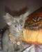Отдам симпатичного котенка превью 1446654.