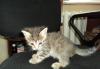 Отдам в добрые руки котеночка превью 1440834.