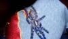 Poecilotheria Metallica Пауки на продажу превью 1452366.