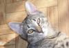 Ласковый котёнок ищет заботливого хозяина превью 1453988.
