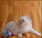 Длинношерстный шотландский котик превью 1460271.