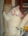 Невские Маскарадные котята превью 1460408.