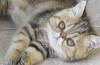 Котенок экзотический, девочка превью 1465961.