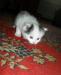 Отдам в хорошие руки котят превью 1466969.
