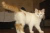 Котенок 5 мес. мальчик ищет дом превью 1467458.