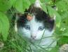 Котенок окраса "маркиз" ищет дом превью 1467839.