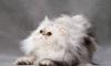 Котята на продажу превью 1475942.