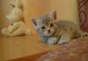 Очаровательные шотландские котята (скотиш-страйт) превью 1477645.