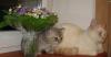 Чистокровный котенок Британской Короткошерстной превью 1485641.