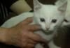 Котята превью 1499251.