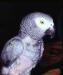 Жако / Psittacus erithacus превью 1054735.