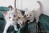 Котята сиамские превью 1514717.