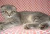 Вислоухий котик превью 1517313.