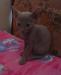 Котята Корниш Рекс превью 1521009.