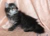 Сибирские котята превью 1526032.