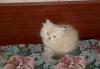 Котенок превью 1520945.