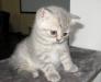 Котеночек породы Британская Короткошерстная превью 1529135.