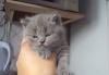 Британские котята превью 1532983.