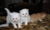 Маленькие котята 1.5 месяца превью 1535560.