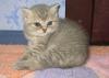Очаровательный котенок Британскай Короткошерстной превью 1536807.