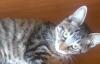 Котята) Ждут своих хозяев) превью 1542631.