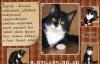 Забавный 6 мес. котенок Марсик ищет хороший дом превью 1553952.