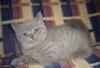 Котята британские с документами превью 1556033.