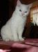 Котик породы селкирк-рекс превью 1556822.