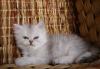 Породистые котята превью 1558566.