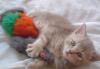 Котенок британская короткошерстная превью 1561457.