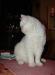 Котик породы селкирк-рекс превью 1573218.