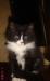 Котик превью 1575375.