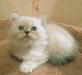 Длинношерстный шотландский котик превью 1576228.