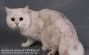 Британский кот из питомника Пэпперкэтс превью 1589446.