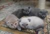 Котята скоттиш фолд и страйт шоу класса превью 1592754.