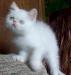 Котята - плюшевые экзоты разных окрасов превью 1594532.