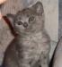 Британские котята превью 1594807.