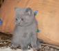 Котята британской короткошерстной превью 1595473.
