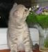 Красивый котенок Британской короткошерстной превью 1596780.