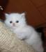 Персидский котёночек превью 1596809.