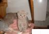 Британские Котята превью 1605909.